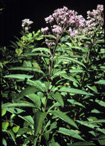 joe-pye weed